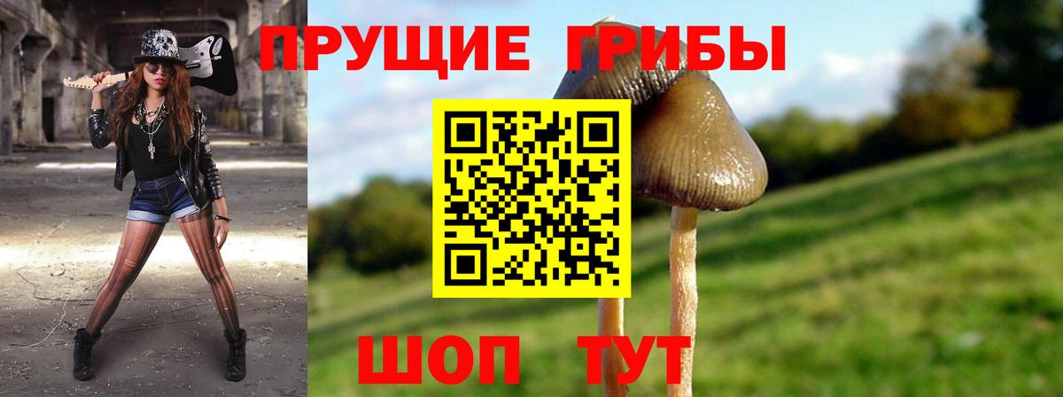 Галлюциногенные грибы прущие грибы  Вход с VPN  Гатчина 